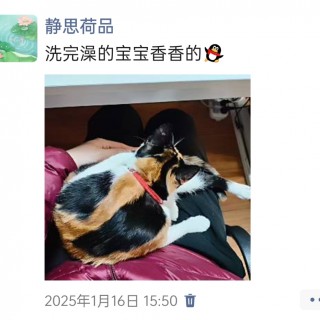 公司的小猫们img_20250306_141943.jpg