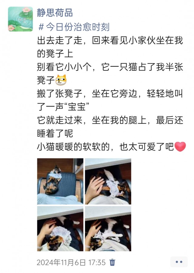 公司的小猫们img_20250306_102614.jpg