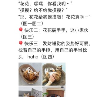 公司的小猫们img_20250417_174227.jpg