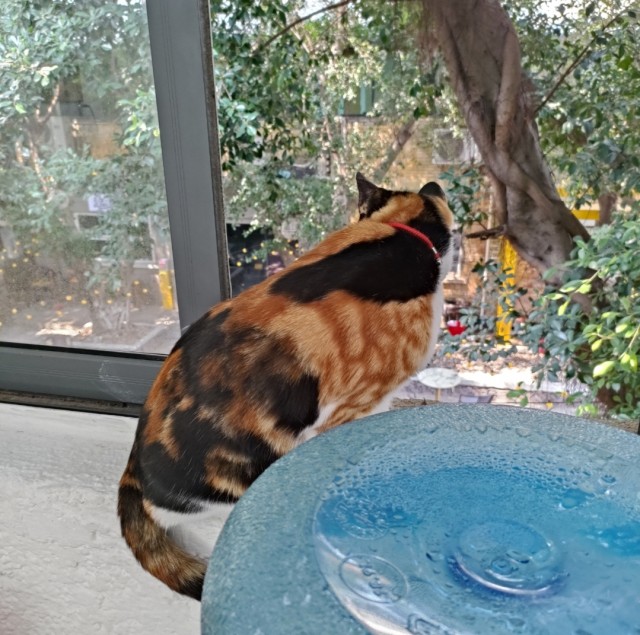 公司的小猫们img_20250326_181659.jpg