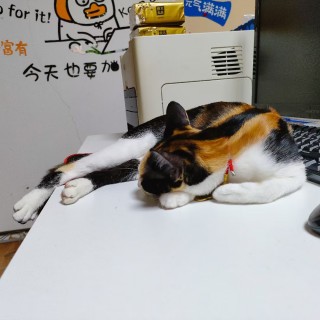 公司的小猫们mmexport1741230428079.jpg