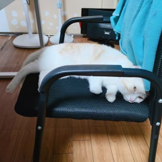 公司的小猫们mmexport1741242500110.jpg