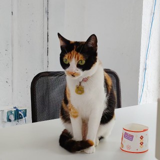 公司的小猫们mmexport1745727074238.jpg