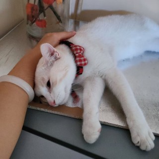 公司的小猫们mmexport1741228474014.jpg