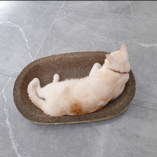 公司的小猫们img_20250331_180222.jpg