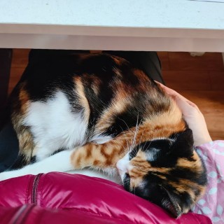 公司的小猫们mmexport1741231405069.jpg