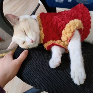 公司的小猫们mmexport1741232367879.jpg