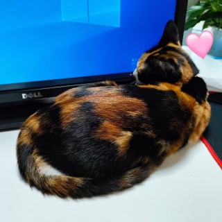 公司的小猫们mmexport1741166842934.jpg