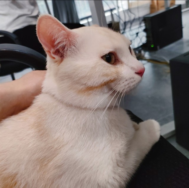 公司的小猫们img_20250328_180129.jpg
