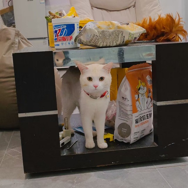 公司的小猫们mmexport1745400861134.jpg
