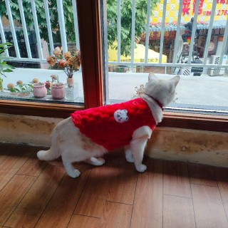 公司的小猫们mmexport1741232497783.jpg