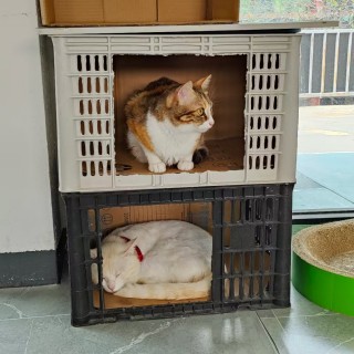 公司的小猫们mmexport1748171104226.jpg