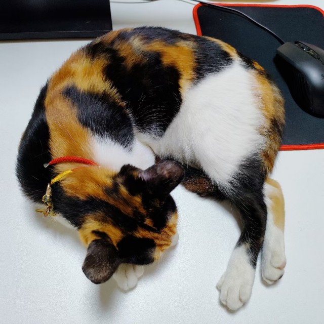 公司的小猫们mmexport1741167353700.jpg