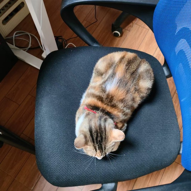公司的小猫们mmexport1741227810598.jpg