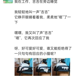 公司的小猫们img_20250306_143658.jpg