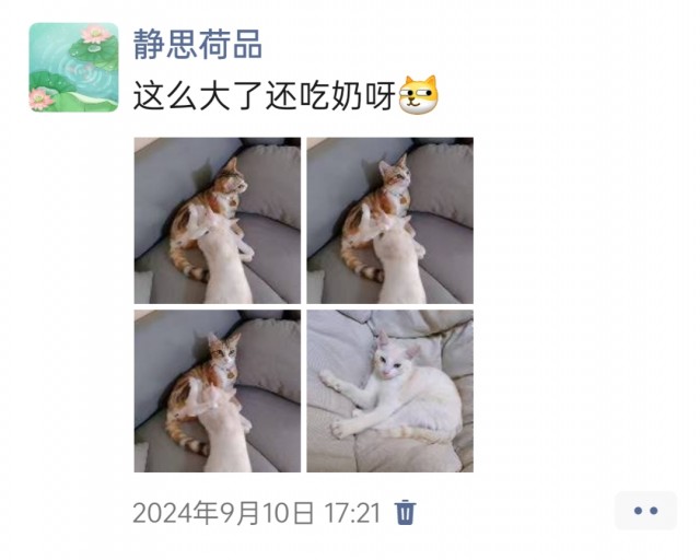 公司的小猫们img_20250305_174018.jpg