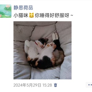 公司的小猫们img_20250305_165055.jpg