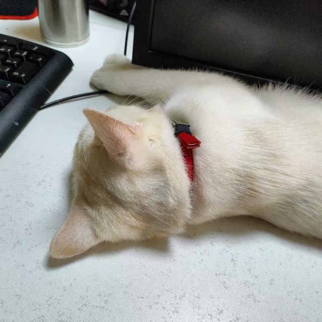 公司的小猫们mmexport1741229637685.jpg