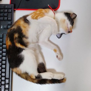 公司的小猫们mmexport1741167362477.jpg
