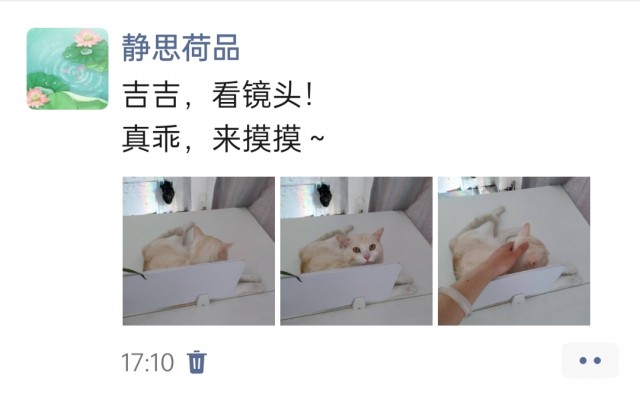 公司的小猫们img_20250325_172717.jpg