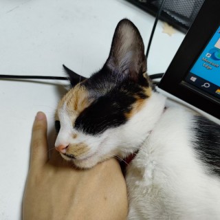 公司的小猫们mmexport1741167974834.jpg