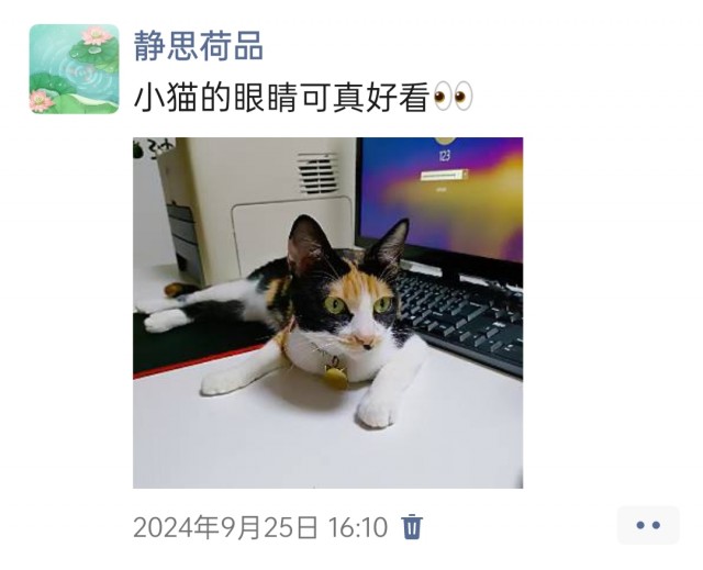 公司的小猫们img_20250305_174224.jpg