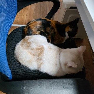 公司的小猫们mmexport1741230244220.jpg