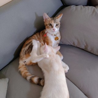 公司的小猫们mmexport1741167590680.jpg