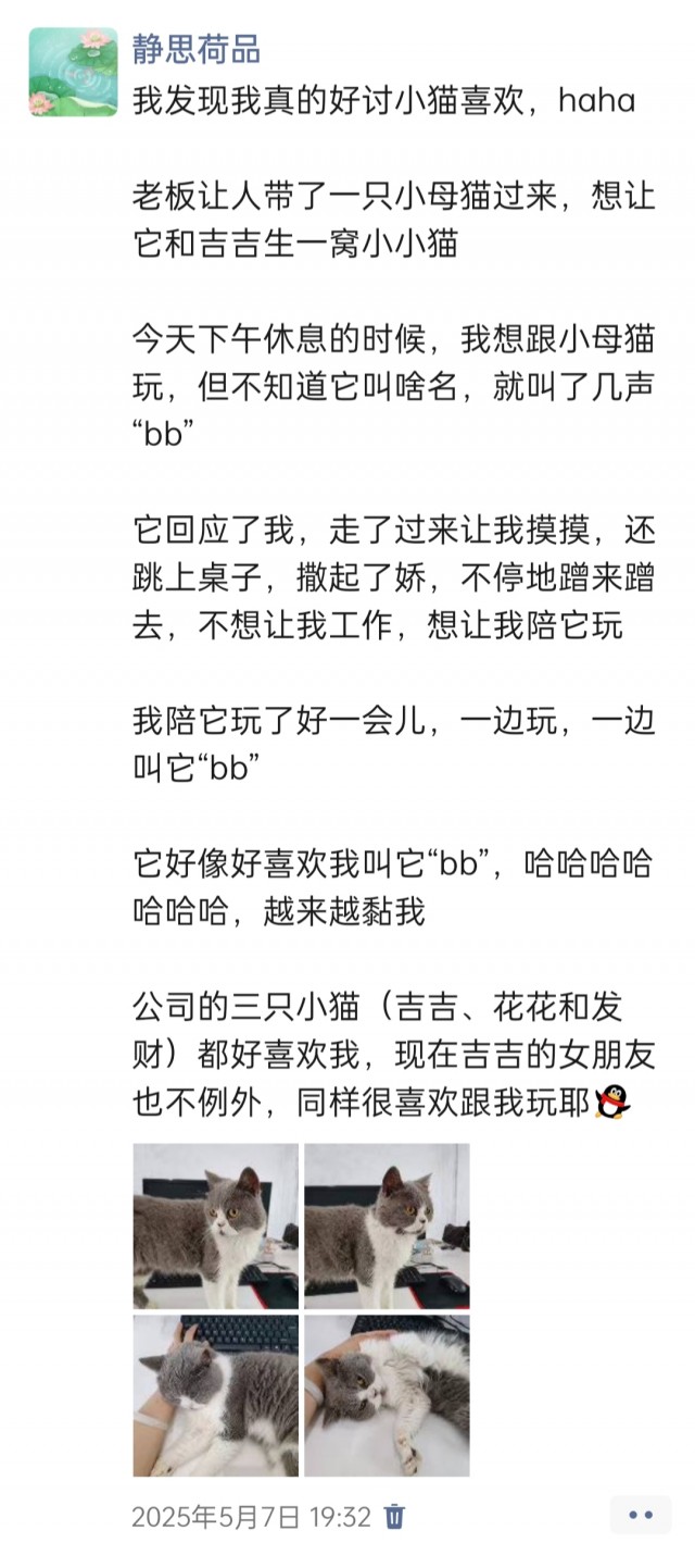 公司的小猫们img_20250515_181012.jpg