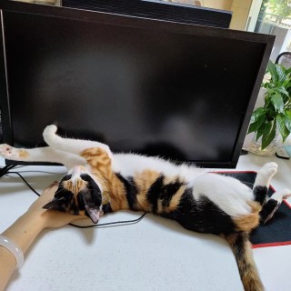 公司的小猫们mmexport1741225816546.jpg