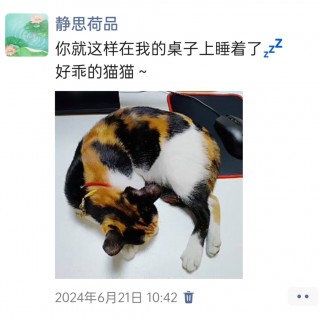 公司的小猫们img_20250305_170733.jpg