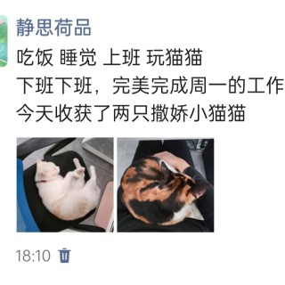 公司的小猫们img_20250407_182617.jpg