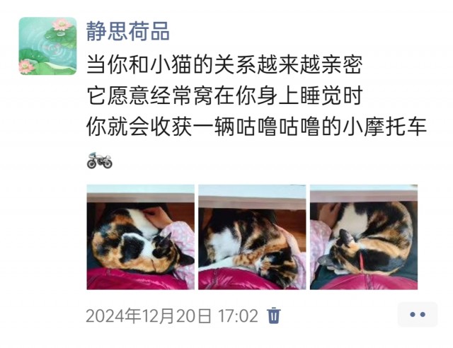 公司的小猫们img_20250306_112430.jpg
