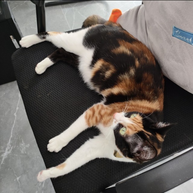 公司的小猫们img_20250326_181626.jpg