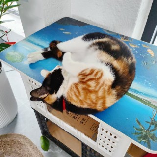 公司的小猫们mmexport1744256001543.jpg