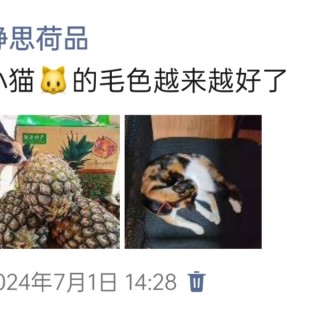 公司的小猫们img_20250305_170910.jpg