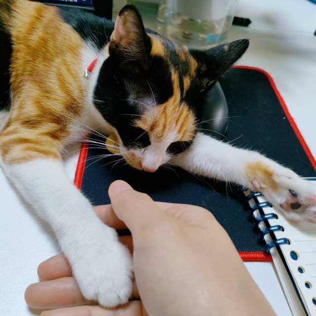 公司的小猫们mmexport1741225727733.jpg