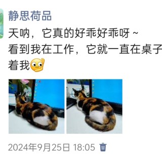 公司的小猫们img_20250305_174240.jpg