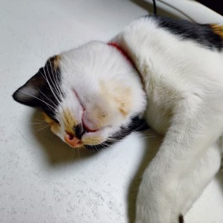公司的小猫们mmexport1741167982087.jpg