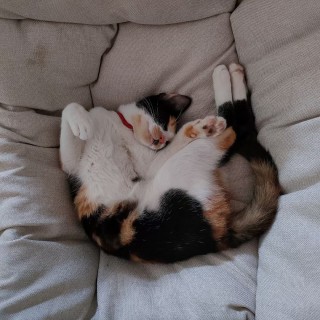 公司的小猫们mmexport1741167315783.jpg