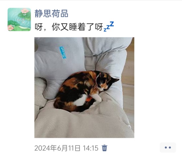 公司的小猫们img_20250305_165123.jpg