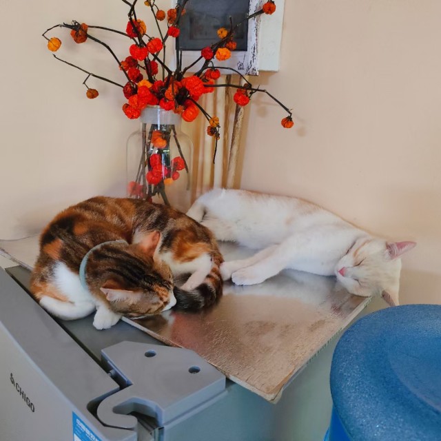 公司的小猫们mmexport1741229493733.jpg