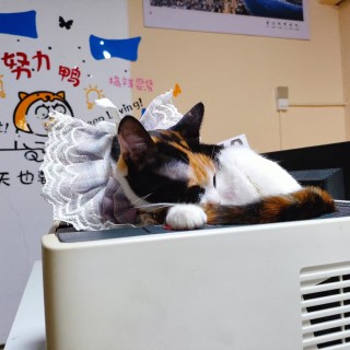 公司的小猫们mmexport1741227882093.jpg