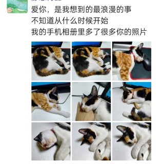 公司的小猫们img_20250305_174546.jpg