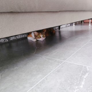 公司的小猫们img_20250327_181122.jpg