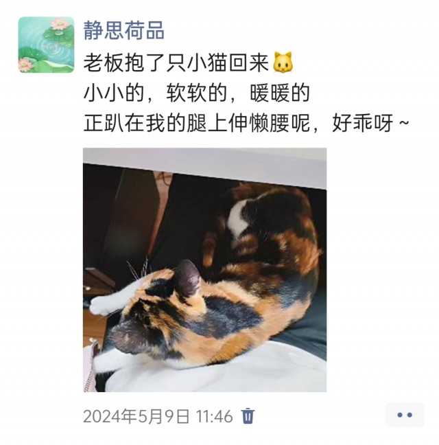 公司的小猫们img_20250305_164829.jpg