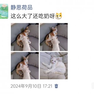 公司的小猫们img_20250305_174018.jpg