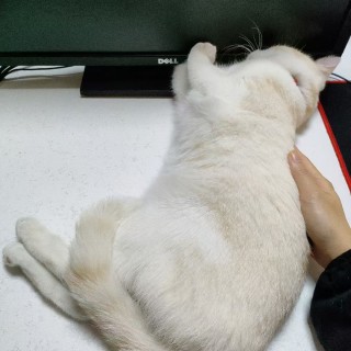 公司的小猫们mmexport1741231990328.jpg