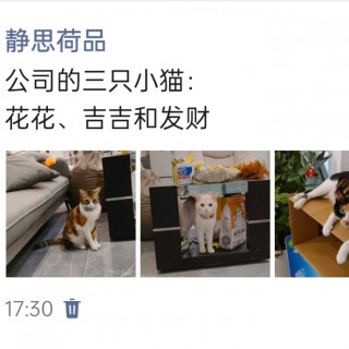 公司的小猫们img_20250423_174159.jpg