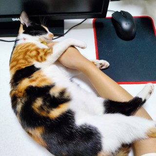 公司的小猫们mmexport1741225852621.jpg